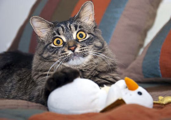 战队引入AI分析工具辅助制定比赛策略，ai战队采用什么工作模式开展应用创新孵化