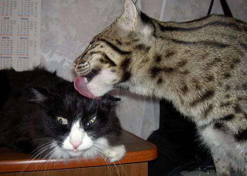 浙江雄狮夺冠背后团队配合与外援发挥关键，浙江雄狮电工科技有限公司